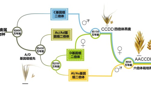 罗麦一-罗麦石项链不能乱戴专区_罗麦项链图片专区_罗麦项链的功效网